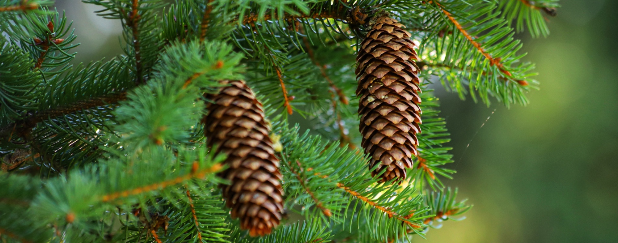 Spruce